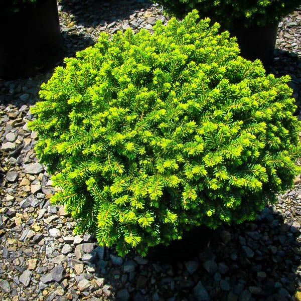 Picea abies 'Little Gem' Little Gem Norway Spruce