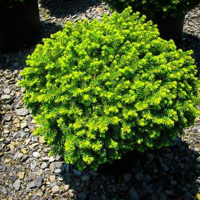 Picea abies 'Little Gem' Little Gem Norway Spruce