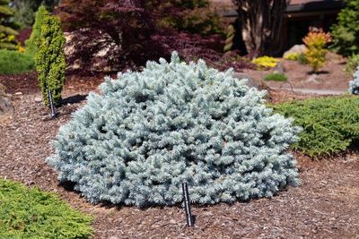 Picea pungens 'Globalsa' Globe Blue Colorado Spruce