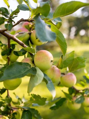 Malus x 'Goodland' Goodland Apple