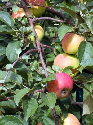Malus x 'Prairie Sensation' Prairie Sensation Apple