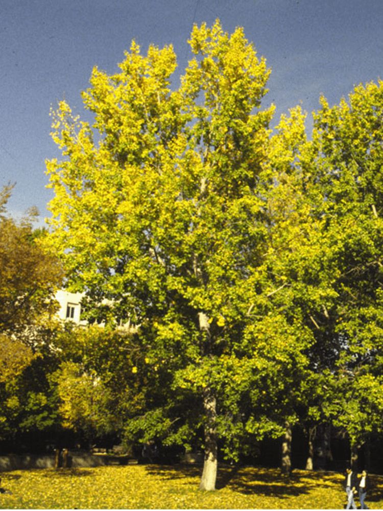 Populus x jaackii 'Northwest' BR Northwest Hybrid Popular