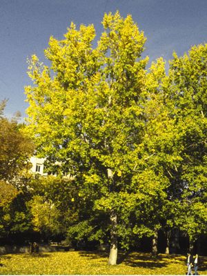 Populus x jaackii 'Northwest' BR Northwest Hybrid Popular