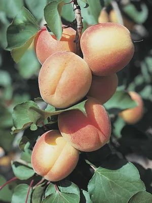 Prunus x 'DurGarfield' Casino Apricot