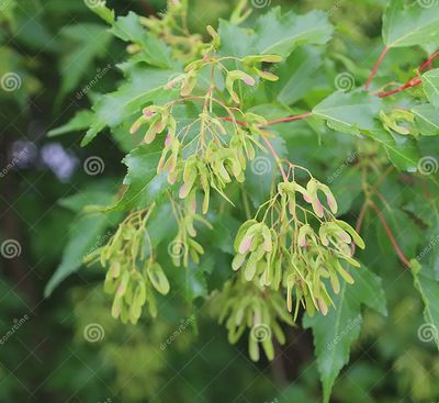 Acer negundo BR Sdlg Manitoba Maple (Boxelder)