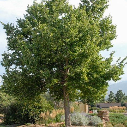 Celtis occidentalis BR Sdlg Delta Hackberry