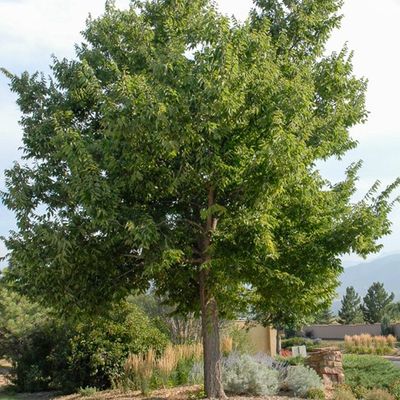 Celtis occidentalis BR Sdlg Delta Hackberry