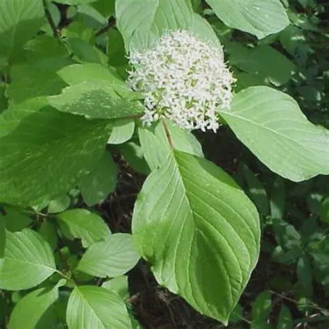 Cormus sericea Sdlg Red-Osler Dogwood