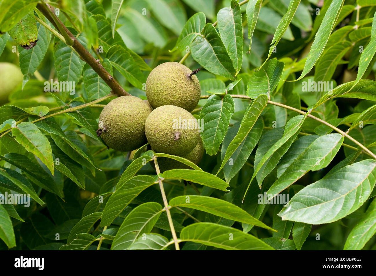 Juglans nigra BR Sdlg Black Walnut