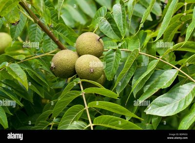 Juglans nigra BR Sdlg Black Walnut