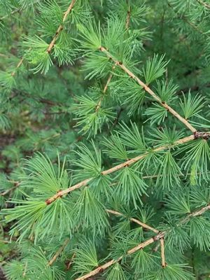 Larix siberica 1-0 Plugs Siberian Larch