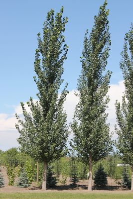 Populus x 'ACWS151' BR Sundancer Hybrid Popular
