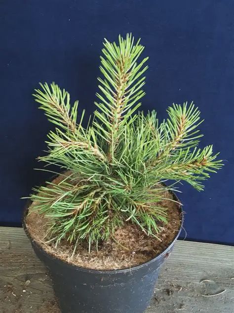 Pinus ponderosa Sdlg Ponderosa Pine