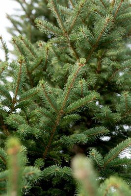 Picea glauca 'Densata' 2-2 BR Sdlg Black Hills White Spruce