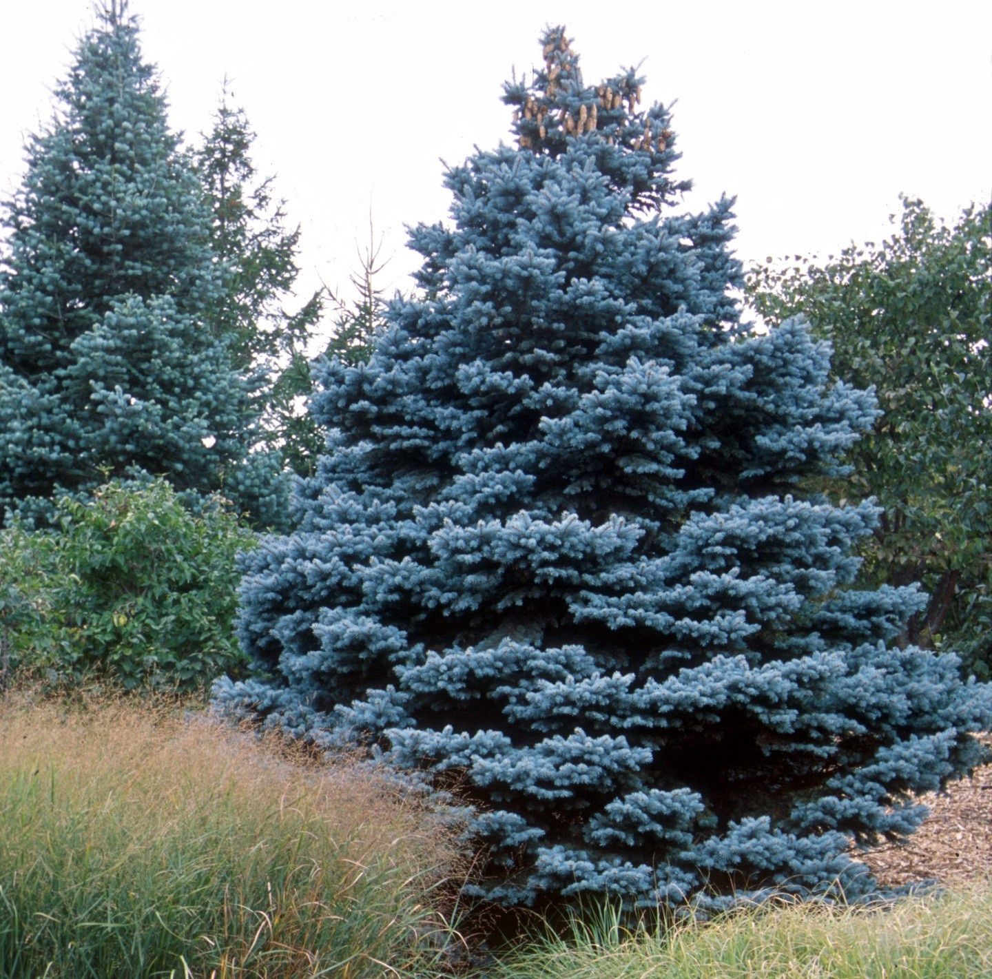 Picea pungens 2-2 BR Sdlg Colorado Spruce