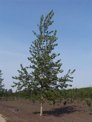 Populus x 'Assinboine' BR Assinboine Hybrid Poplar