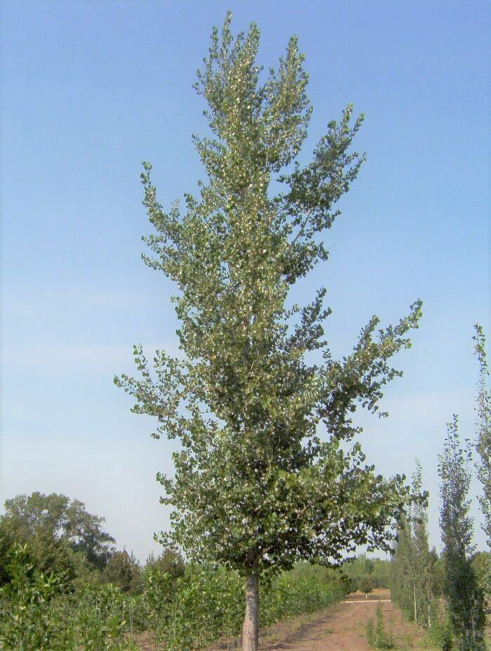 Populus x canadensis 'Prairie Sky' BR Prairie Sky Hybrid Poplar