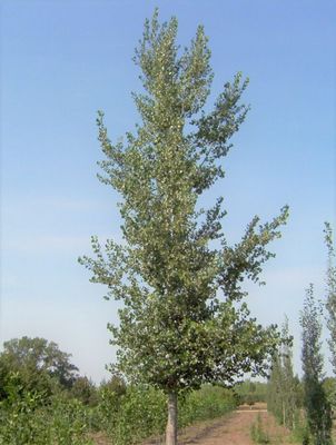 Populus x canadensis 'Prairie Sky' BR Prairie Sky Hybrid Poplar