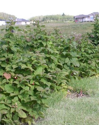 Rubus x 'Boyne' BR Boyne Raspberry