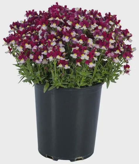 Nemesia hybrida ESCENTIAL® 'Cherryberry' ESCENTIAL® Cherryberry Nemesia