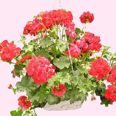 Pelargonium Hanging Basket 14" HB Geranium Hanging  Basket