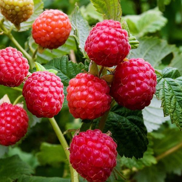 Rubus x 'Red River' BR Red River Raspberry