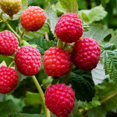 Rubus x 'Red River' BR Red River Raspberry