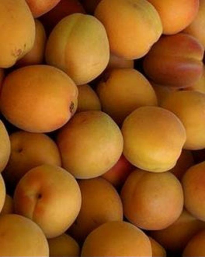 Prunus x 'Westcot' Westcot Apricot
