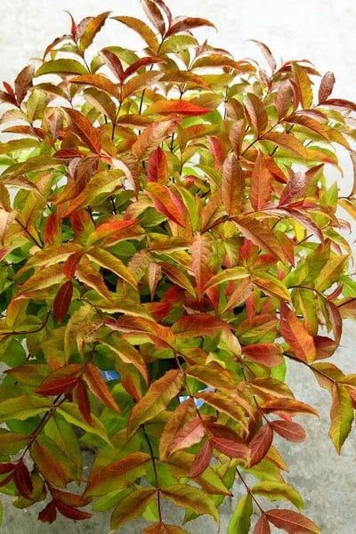 Diervilla sesslifolia 'Brocofire' Firefly® Bush Honeysuckle