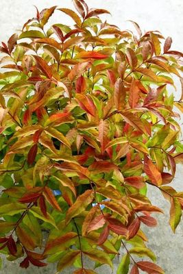 Diervilla sesslifolia 'Brocofire' Firefly® Bush Honeysuckle
