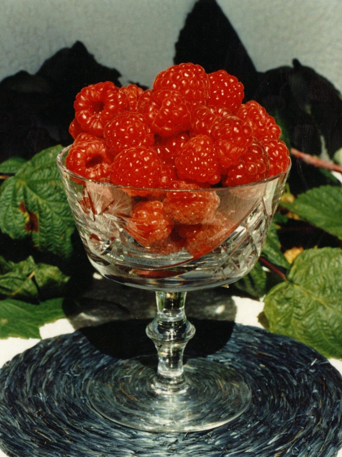 Rubus x 'Souris' BR Souris Raspberry