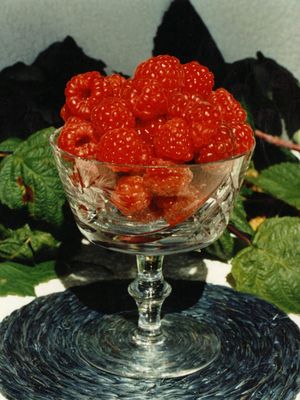 Rubus x 'Souris' BR Souris Raspberry