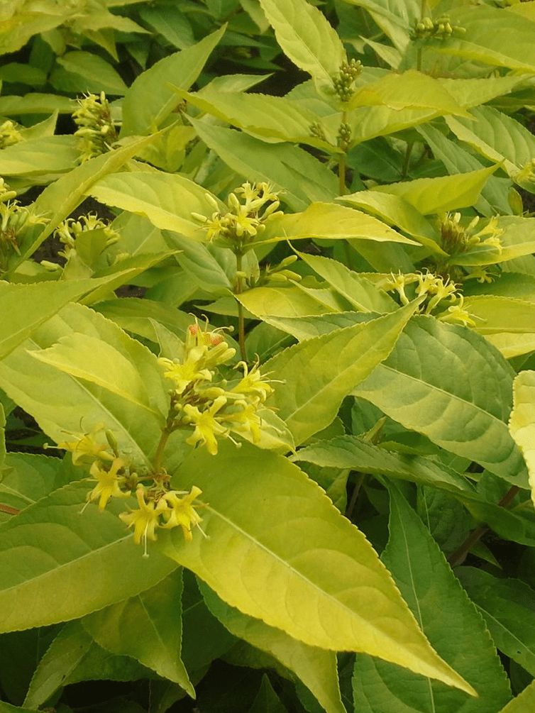 Diervilla lonicera 'Diwibruo01' Honeybee Dwarf Bush Honeysuckle