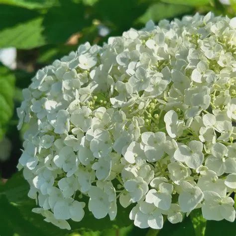 Hydrangea arborescens 'Abetwo' Incrediball® Hydrangea