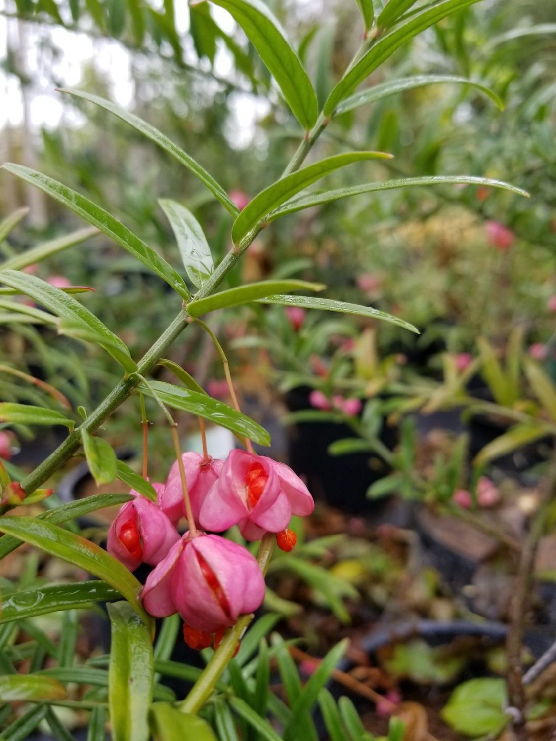 Euonymus nana 'Turkestanica' Turkestian Burning Bush