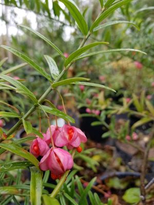 Euonymus nana 'Turkestanica' Turkestian Burning Bush
