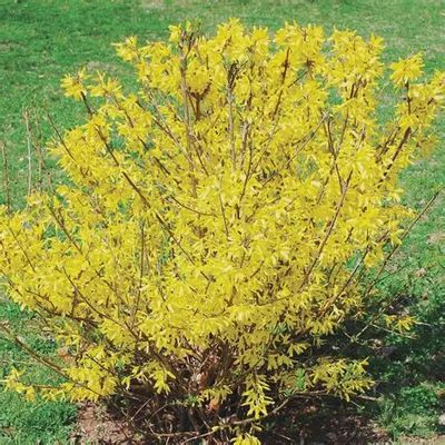 Forsythia x 'Northern Gold' Northern Gold Forsythia