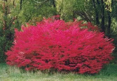 Euonymus alatus 'Compactus' Dwarf Winged Burning Bush
