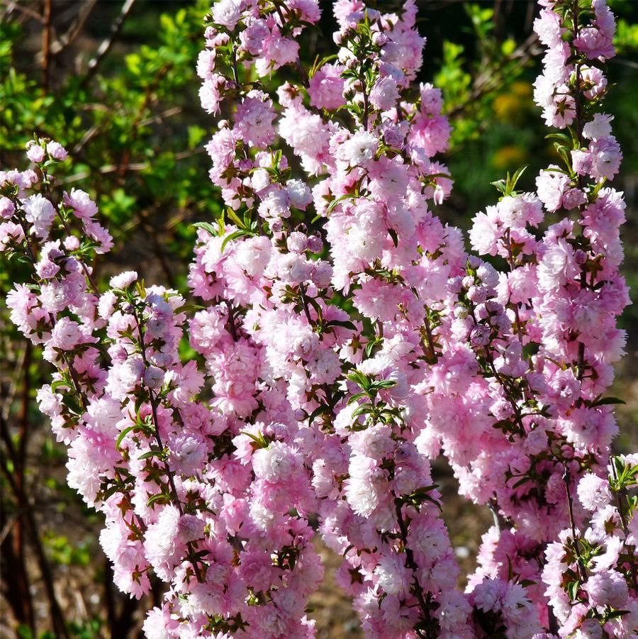 Prunus triloba 'Multiplex' Double Flowering Plum