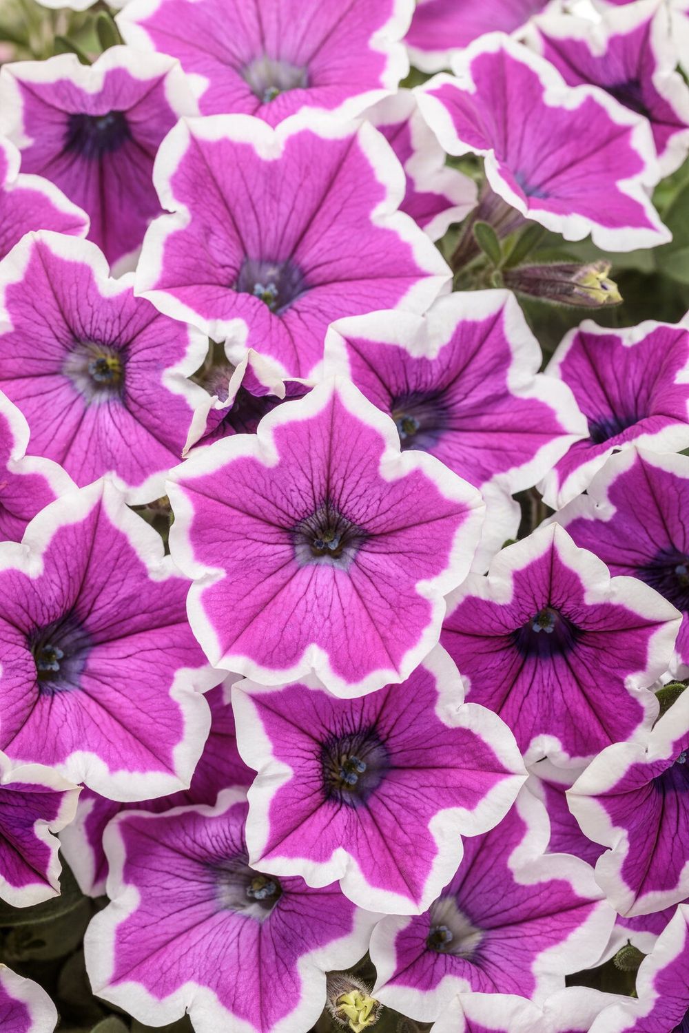 Petunia Supertunia® 'DPETPW1728' Supertunia® Hoopla® Vivid Orchid™