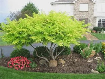 Rhus typhina 'Railiger' Tiger Eyes® Cutleaf Staghorn Sumac