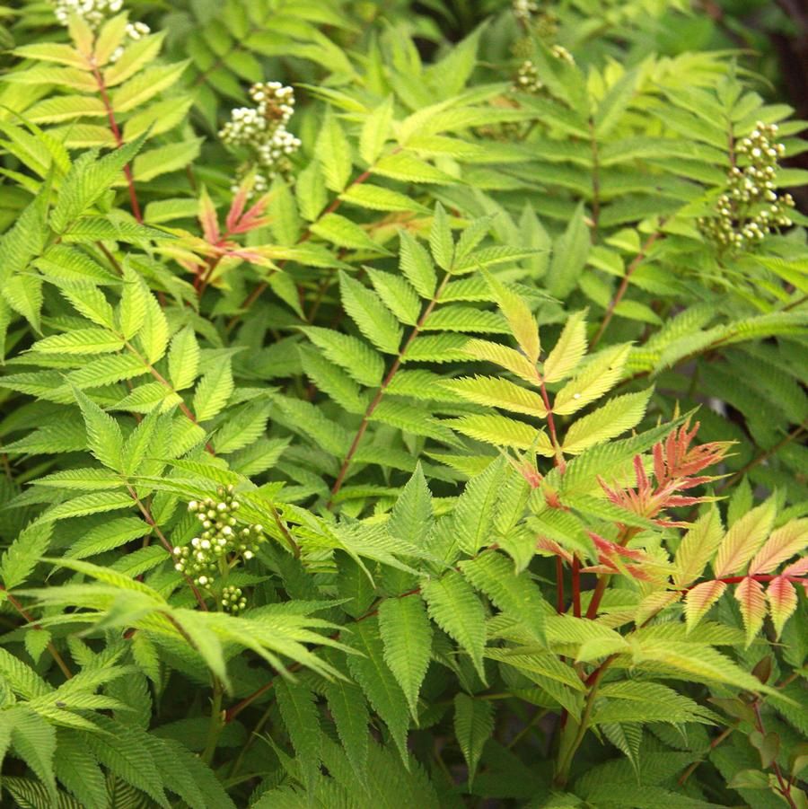 Sorbaria sorbifolia 'Sem' Sem False Spirea