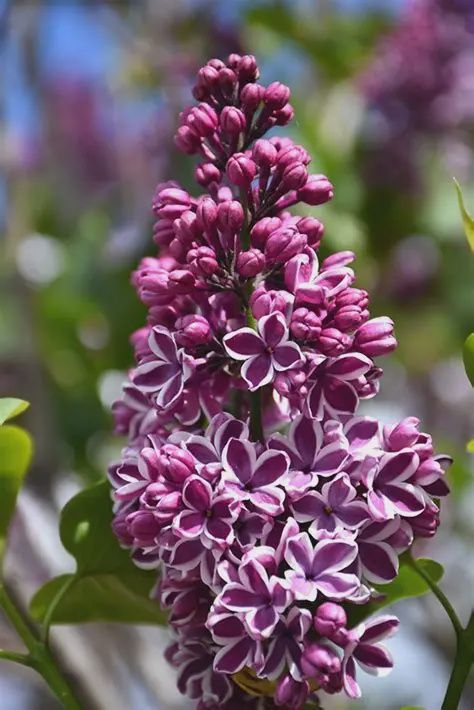 Syringa vulgaris 'Sensation' Sensation Lilac