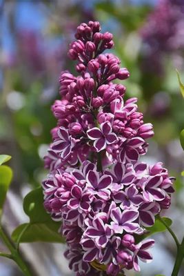 Syringa vulgaris 'Sensation' Sensation Lilac