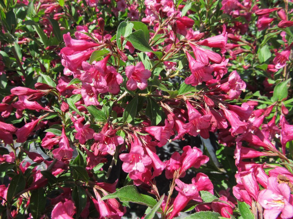 Weigela florida 'Rumba' Rumba Weigela