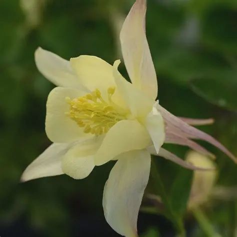 Aquilegia x hybrida Earlybird™ 'Yellow' Earlybird™ Yellow Columbine