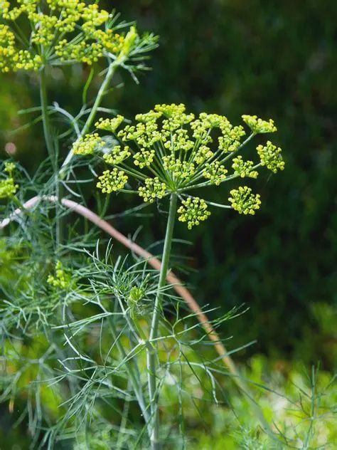 Anethum graveolens Fernleaf Dill