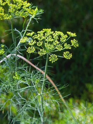 Anethum graveolens Fernleaf Dill