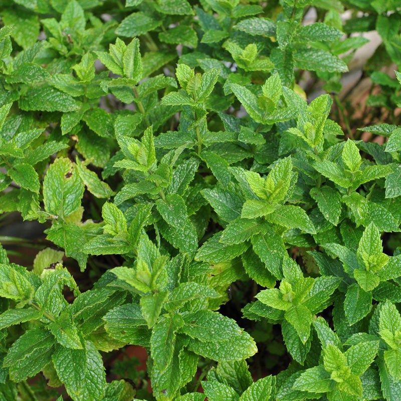 Mentha spicata 'Moroccan' Moraccan Mint