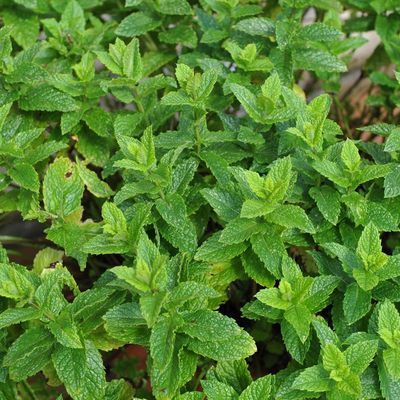 Mentha spicata 'Moroccan' Moraccan Mint